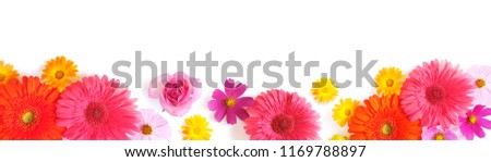 Gerbera and and cosmos flowers isolated on white background, top view, flat lay. Flower frame banner with place for text.Background for Mother's Day, St. Valentine's Day, March 8. 