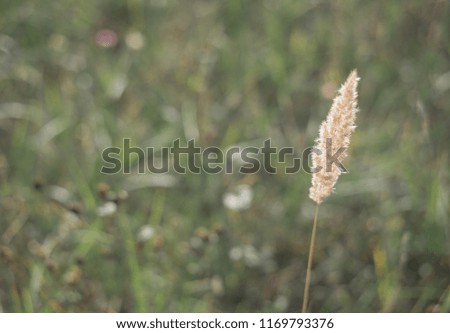 beautiful fluffy branch of an autumn plant in the morning light, background nature