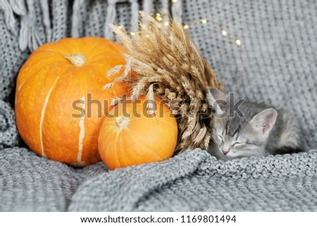 Halloween pumpkin and sleeping kitten on a gray background.