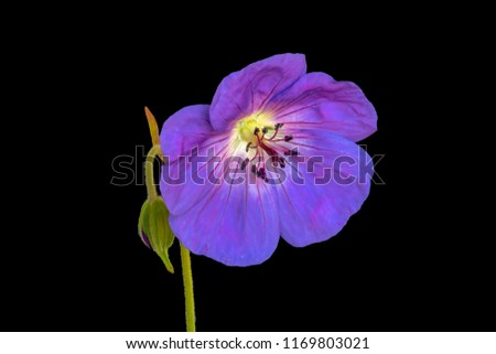 Fine art still life color floral image of a single isolated wide open violet blooming male geranium / cranesbill flower with stem and bud on black background in vintage painting style