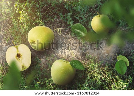 Fresh green ripe apple laying on grass in village, Defocused leaves in front, high quality image, top view