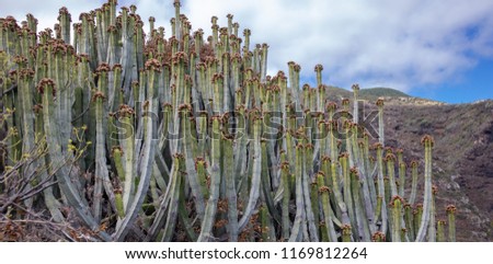 blossoming cactus shrub in the mountains on the Canary Islands