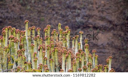 flowering bush cactus in the mountains close-up against the background of the mountains