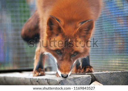 A bright red fox looks at us  close-up through the grid                