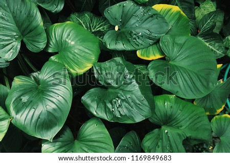 caladium green leaves for background and wallpaper