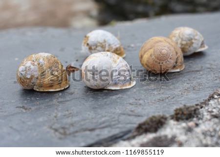 

Beautiful snail shells