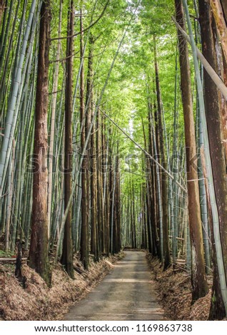 Path through bamboo forest in summer, Kanazawa, Ishikawa Prefecture, Western Japan.