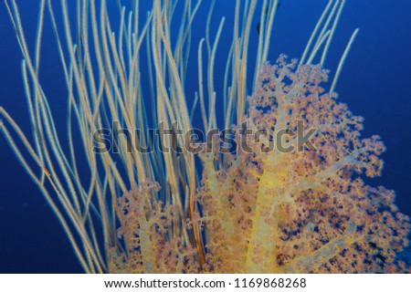 close up photo of heathy soft and whip coral