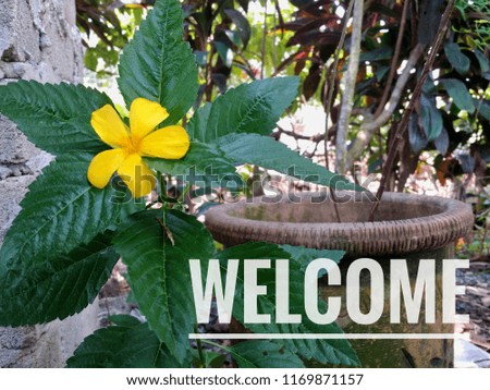 Concept of yellow flower with word WELCOME