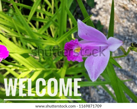 Concept of purple orchid flower with word WELCOME