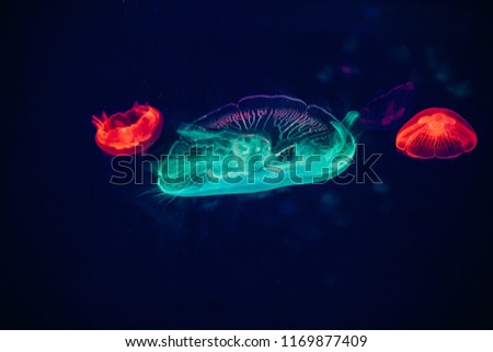 colorful jellyfishes neon light