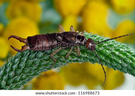  Earwig on a stalk of plantain
