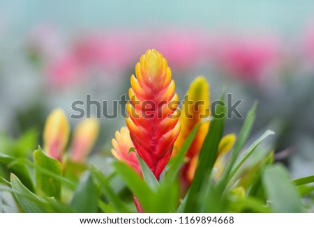 Bromeliad flower / Beautiful red and yellow bromeliad in garden nursery on pink plants background