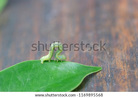 Green inchworm move on green leaf Royalty-Free Stock Photo #1169895568