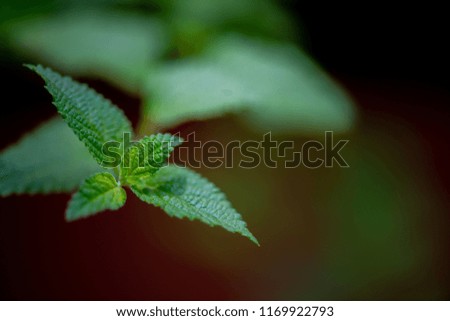 Green leaves on a dark brown background