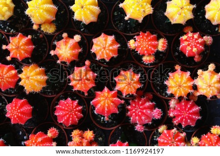 Texture background of Mini orange cactus