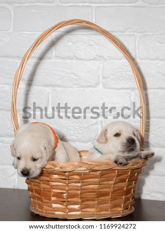 Labrador puppies in wicker basket on white brick wall background in woman hands