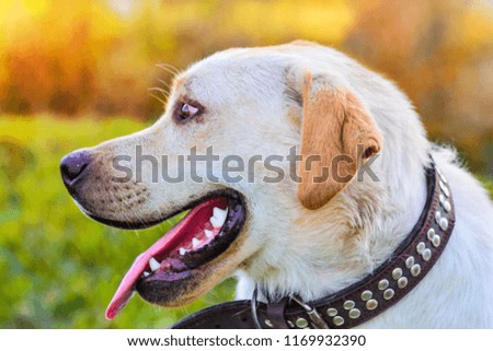 Close up picture of funny happy mixed breed black and brown dog with open mouth with wihte teeth, looking up, ear flying, blurry grass background, sunny summer day
