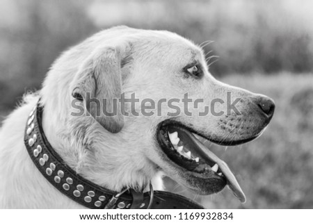 Close up picture of funny happy mixed breed dog with open mouth with white  teeth, and black and white looking up, ear flying, blurry grass background, sunny summer day