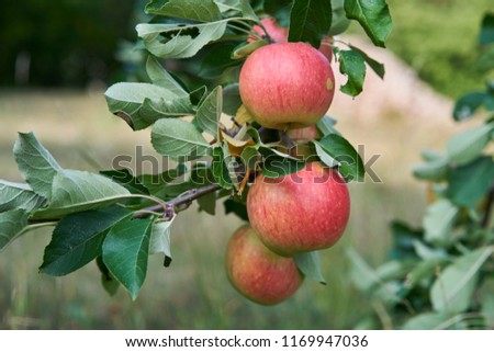  Close up Picture of the red riped apples on the stick of apple branch or tree in the organic orchard or home garden just before to be picked in the autumn sunny day.                              