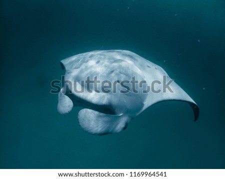 manta ray feeding on plankton