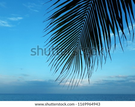 Coconut leafs with blue ocean and sky background, silhouette of coconut leaf.