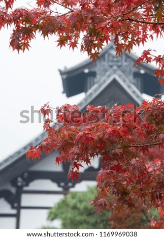 
Red maple leaf in Kyoto