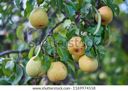 Close up Picture of the yellow riped pears on the stick of pear branch or tree in the organic orchard or home garden just before to be picked in the autumn sunny day.                               