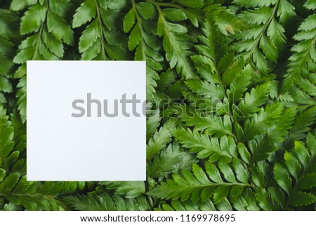 Fern leaves with white square copy space background.