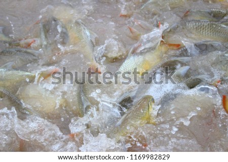 The group pangasius fish are compete for food in the river.