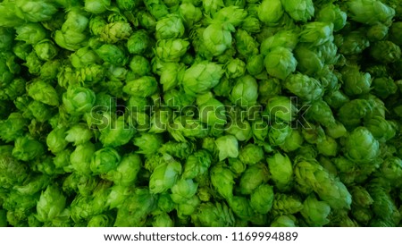 Freshly picked hops flowers ready for drying or cooking a special beer called Fresh Hop or Harvest Ale
