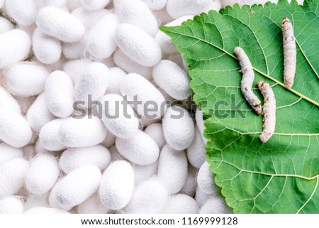 Silk cocoon with pupa on leaf mulberry in farm Royalty-Free Stock Photo #1169999128