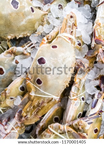 exotic crabs. Three-spot swimming crab (Portunus sanguinolentus) In the supermarket