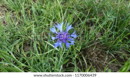 Centaurea cyanus, commonly known as cornflower or bachelor's button, is an annual flowering plant in the family Asteraceae. 