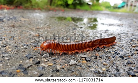 Mating millipede,millipede walking on ground in the rainy season of Thailand. Royalty-Free Stock Photo #1170031714
