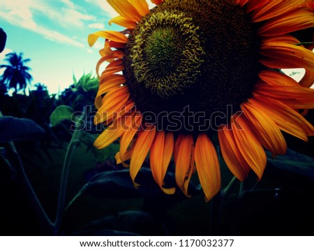 A Sunflower from a very closeup during afternoon time, Sunflower is a species of large annual forb of the genus Helianthus. It is commonly grown as a crop for its edible oily seeds