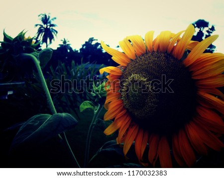 Sunflower closeup picture  