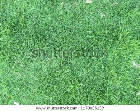 Grass floor texture for background 