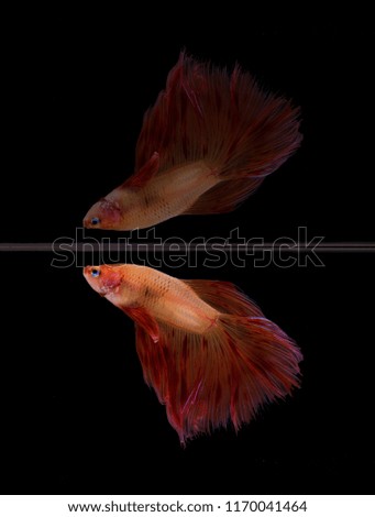 Capture the moving movement of saffron siamese fighting fish isolated on black background