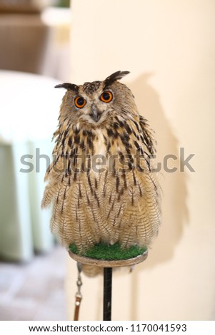 owl and filin close up photo as ttraction on kids birthday party