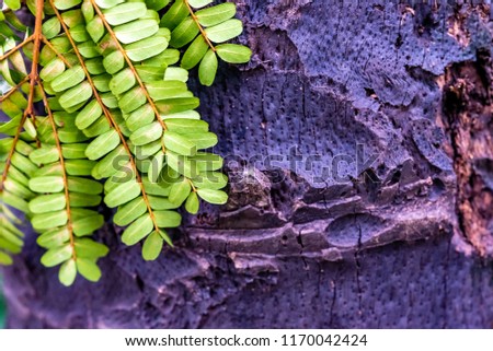 Vintage retro of green plant in public natural park. Tropical dark green leaves for abstract texture background.