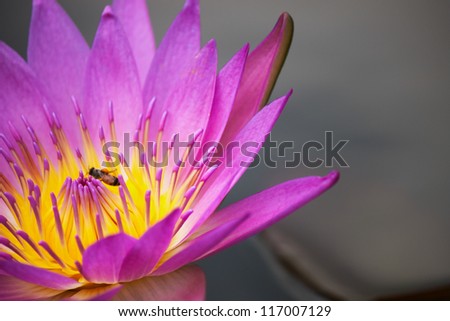 closeup pink lotus
