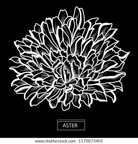 Decorative aster  flower, design element. Can be used for cards, invitations, banners, posters, print design. Floral background in line art style