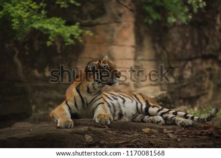 Bengal Tiger reclining and looking right