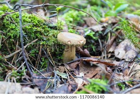 The alone mashroom among the grass and old leaves in the forest. The natural summer or autumn landscape