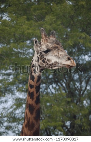 portrait of a giraffe side view against a green and blue background