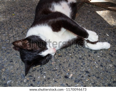 Cute black cat with white face sleeping on the ground.