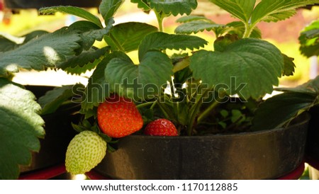 Strawberry plants in the garden