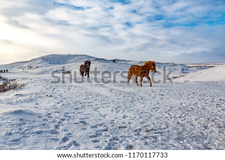 Icelandic horses run down snowy hill