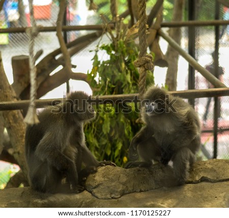 two monkeys at Zoo
